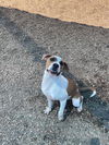 adoptable Dog in  named CHARLIE