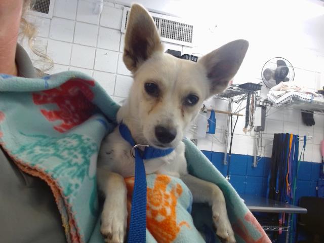 adoptable Dog in Albuquerque, NM named SNEEZY