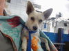 adoptable Dog in  named SNEEZY