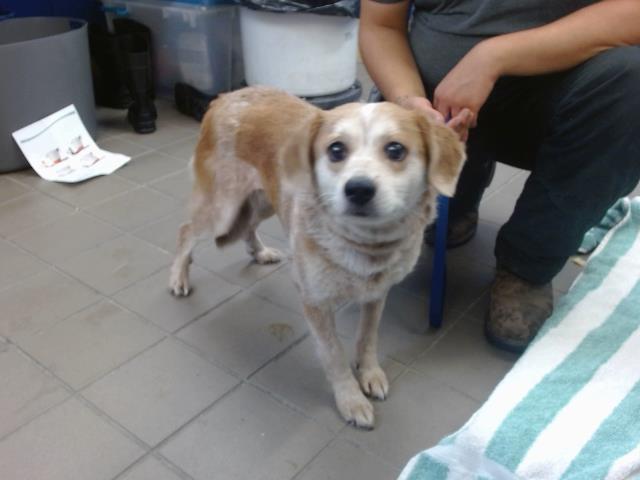 adoptable Dog in Albuquerque, NM named BOBBY