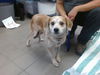 adoptable Dog in  named BOBBY