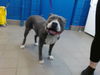 adoptable Dog in  named ANUBIS