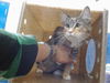 adoptable Cat in  named CALIE