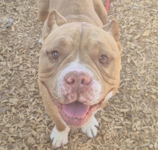 adoptable Dog in Albuquerque, NM named TUCKER