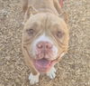 adoptable Dog in  named TUCKER