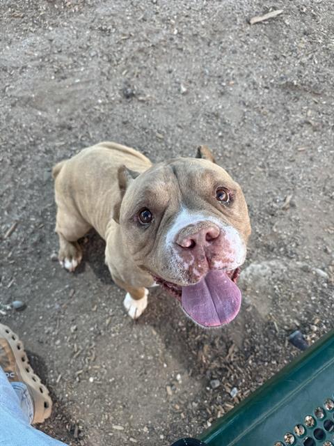 adoptable Dog in Albuquerque, NM named TUCKER