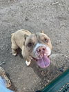 adoptable Dog in  named TUCKER