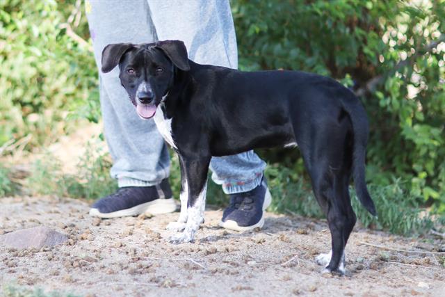 adoptable Dog in Albuquerque, NM named BEAUTY