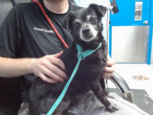 adoptable Dog in Albuquerque, NM named RHONDA