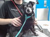 adoptable Dog in  named RHONDA