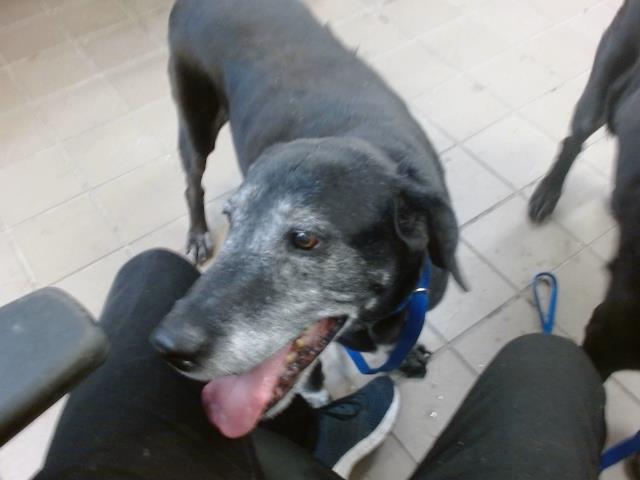 adoptable Dog in Albuquerque, NM named EMMA
