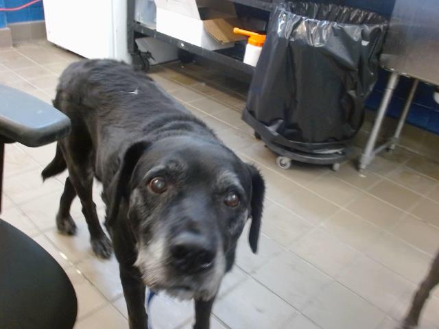 adoptable Dog in Albuquerque, NM named TEX