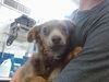 adoptable Dog in  named NUGGY