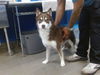 adoptable Dog in  named FOXIFER