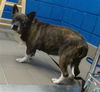 adoptable Dog in  named PRISS