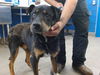 adoptable Dog in  named IVAN