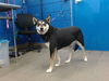 adoptable Dog in  named LILO