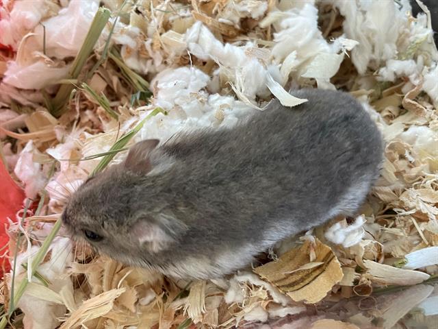 adoptable Hamster in Albuquerque, NM named NIBBLES