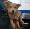 adoptable Dog in ,  named PEACHES