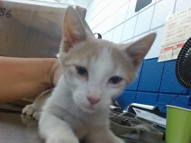 adoptable Cat in Albuquerque, NM named POOKY