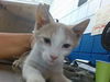 adoptable Cat in ,  named POOKY