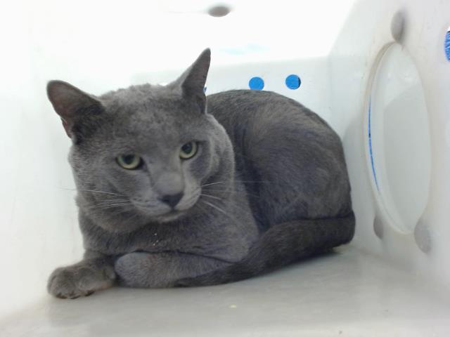 adoptable Cat in Albuquerque, NM named SUPERMAN