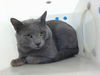 adoptable Cat in ,  named SUPERMAN