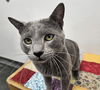 adoptable Cat in , NM named SUPERMAN