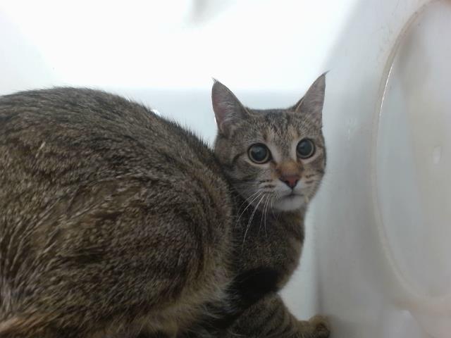 adoptable Cat in Albuquerque, NM named MAFFFF