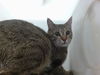 adoptable Cat in ,  named MAFFFF