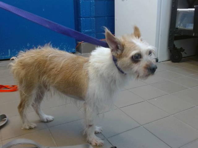 adoptable Dog in Albuquerque, NM named SUNNY