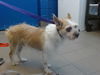 adoptable Dog in , NM named SUNNY