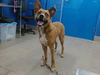 adoptable Dog in  named DAKOTA