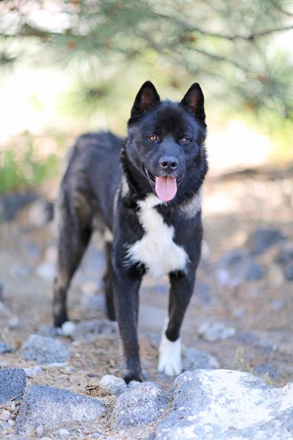 adoptable Dog in Albuquerque, NM named THOMAS