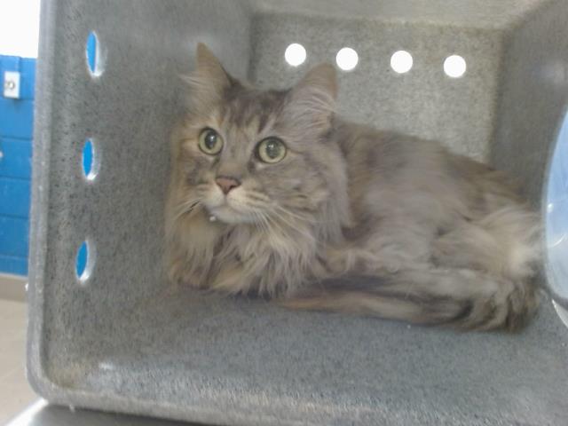 adoptable Cat in Albuquerque, NM named CHLOE