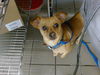 adoptable Dog in  named BORK