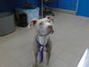adoptable Dog in  named DOLLY