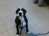 adoptable Dog in  named MIKO
