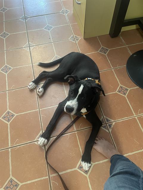 adoptable Dog in Albuquerque, NM named MIKO