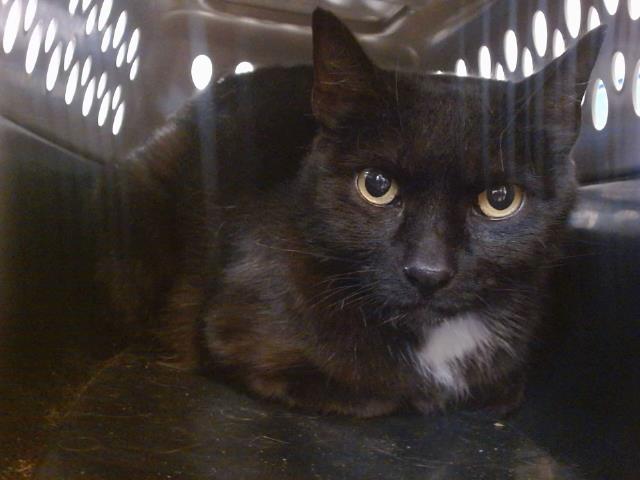 adoptable Cat in Albuquerque, NM named NEO