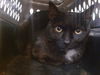 adoptable Cat in  named NEO