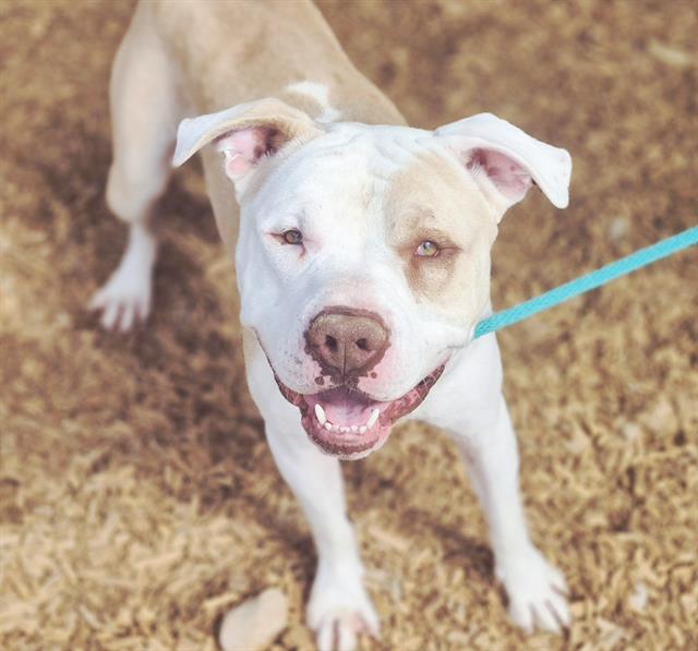 adoptable Dog in Albuquerque, NM named BUZZARD