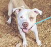 adoptable Dog in  named BUZZARD