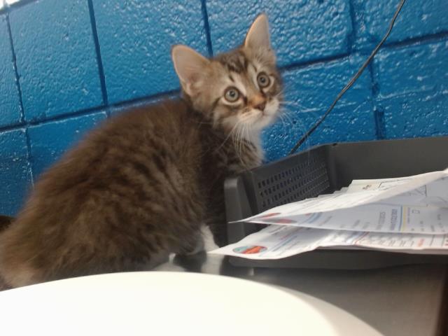 adoptable Cat in Albuquerque, NM named TENGO
