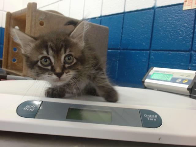 adoptable Cat in Albuquerque, NM named SALSA