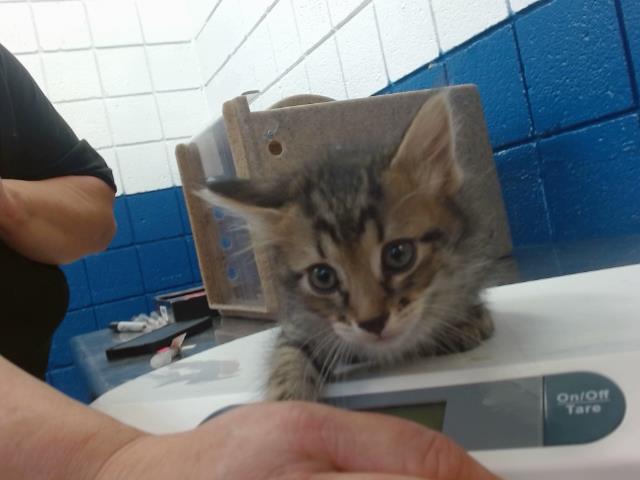 adoptable Cat in Albuquerque, NM named WALTZ