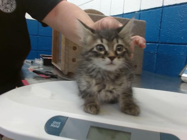 adoptable Cat in Albuquerque, NM named FOXTROT
