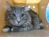 adoptable Cat in , NM named ARMOR