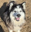 adoptable Dog in  named NATSU
