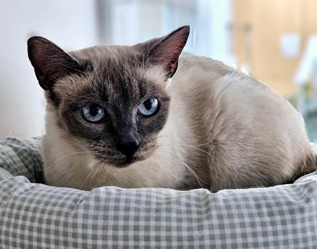 adoptable Cat in Albuquerque, NM named SHELBY
